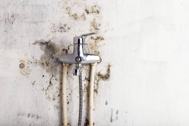 Best Emergency Mold Remediation in North Edwards, CA