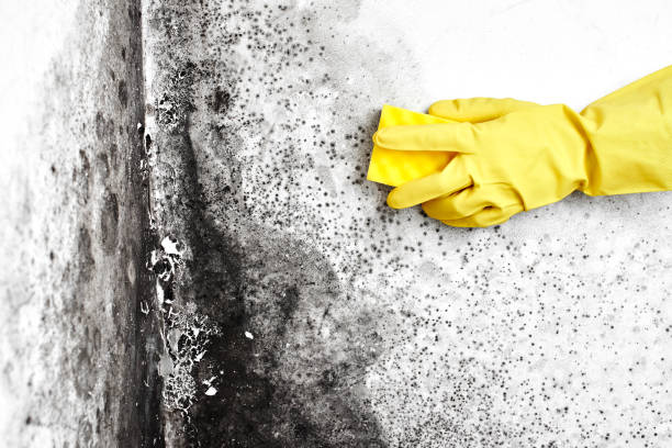 Best Commercial Mold Remediation in North Edwards, CA
