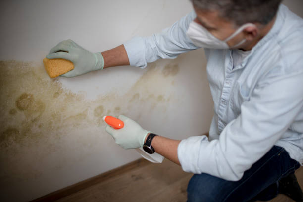 Best Industrial Mold Remediation in North Edwards, CA