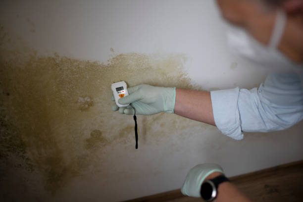 Best Localized Mold Remediation (e.g., coastal areas, humid climates) in North Edwards, CA