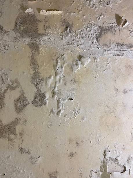 Best Crawl Space Mold Remediation in North Edwards, CA