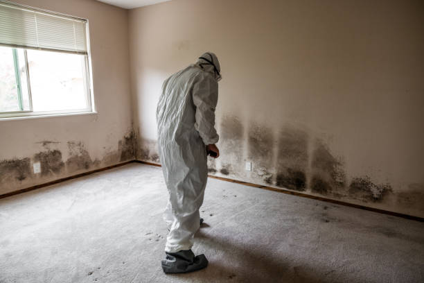 Best Residential Mold Remediation in North Edwards, CA