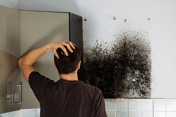 Best Attic Mold Remediation in North Edwards, CA